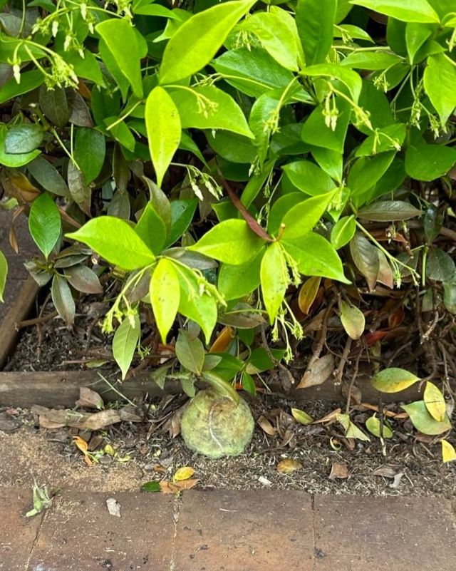 Busy bee treasure. This piece is called “lost ball”. Hang it in the Louvre 🖼️ 
🎾
#leedervilletennisclub #tennisperth #perthtennis #tenniswa #tennisaustralia #cityofvincent #leederville #mthawthorn #northperth #loveleedy